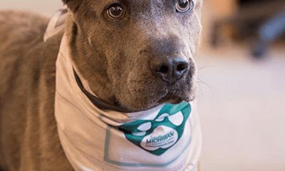 Free Southwest Michigan doggie bandana